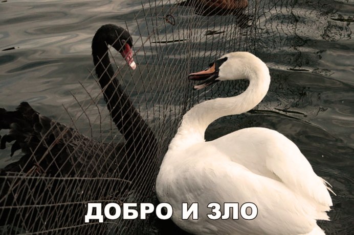 Пара лебедей