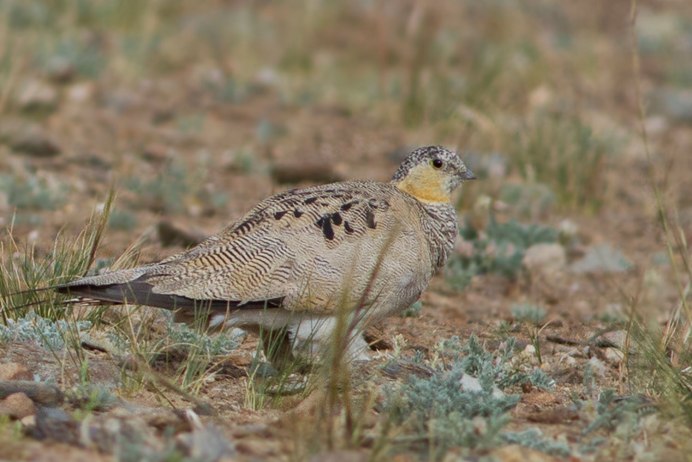 Саджа Syrrhaptes paradoxus