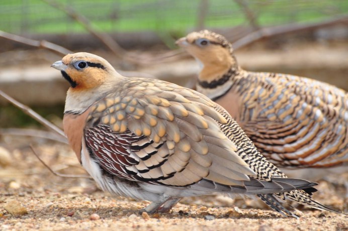 Paradoxus суктории