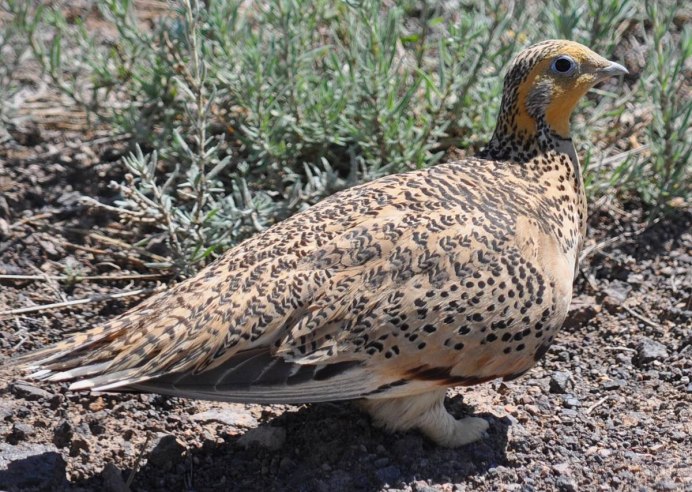 Саджа Syrrhaptes paradoxus