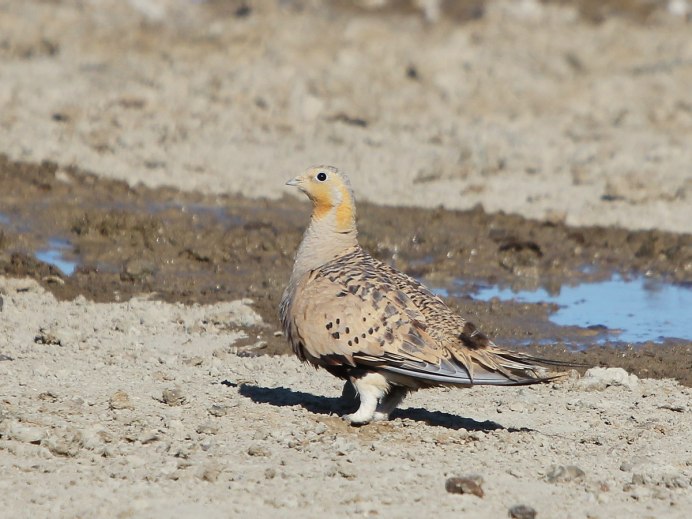 Саджа Syrrhaptes paradoxus