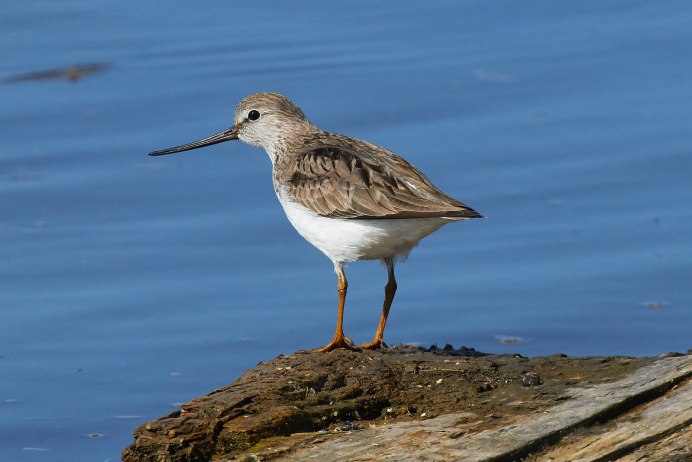 Мородунка (Xenus cinereus)