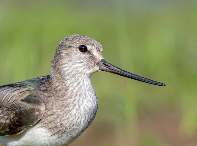 Мородунка (Xenus cinereus)