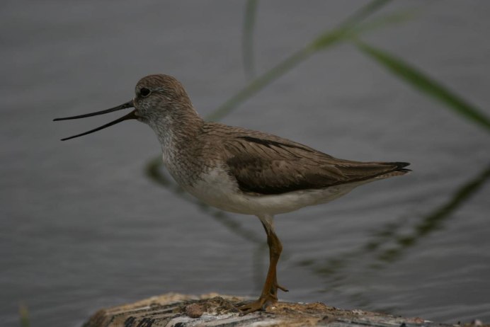 Xenus cinereus