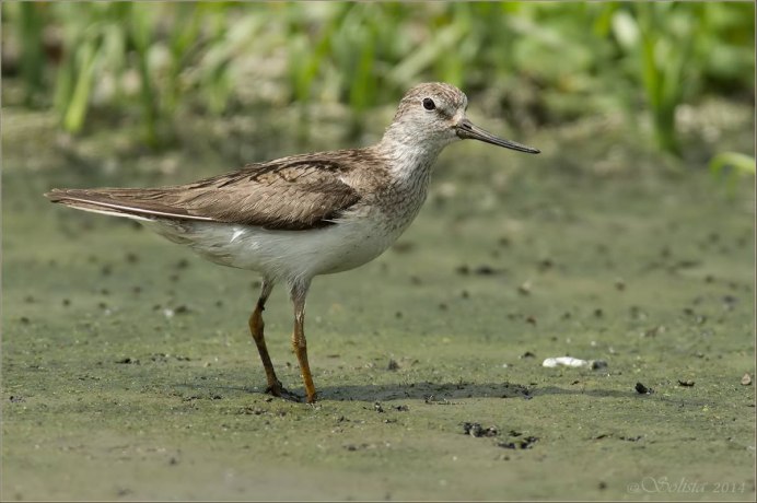Мородунка (Xenus cinereus)