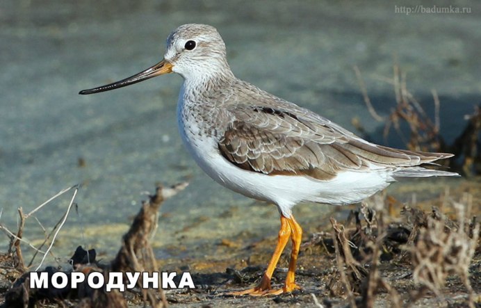 Кулик мородунка