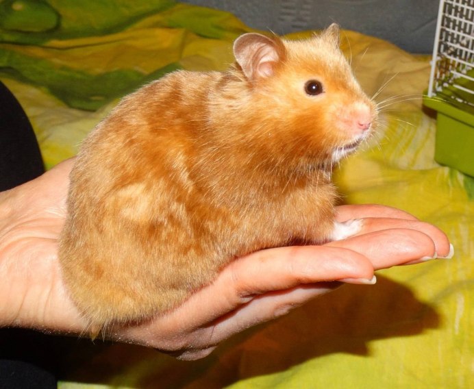Карликовый хомяк
