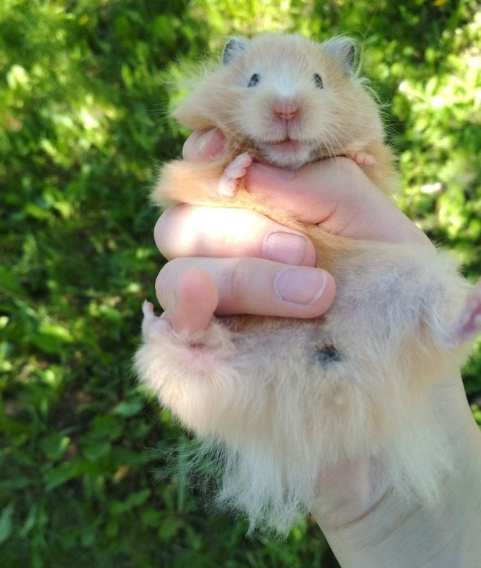 Редкие хомяки