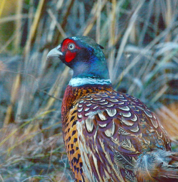 Wildlife artist common Pheasant