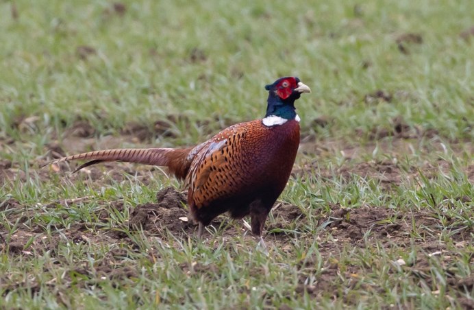 Phasianus colchicus Linnaeus, 1758