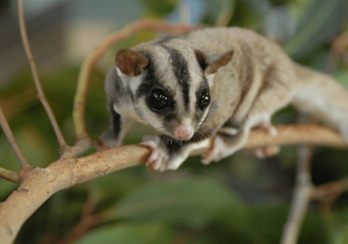 Sugar Glider
