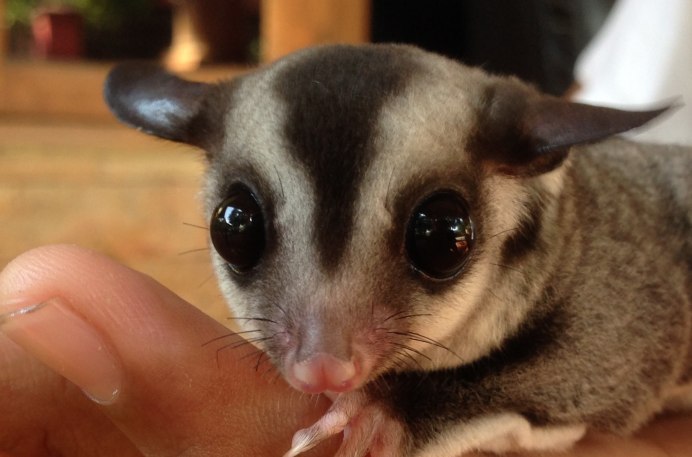 Sugar Glider купить