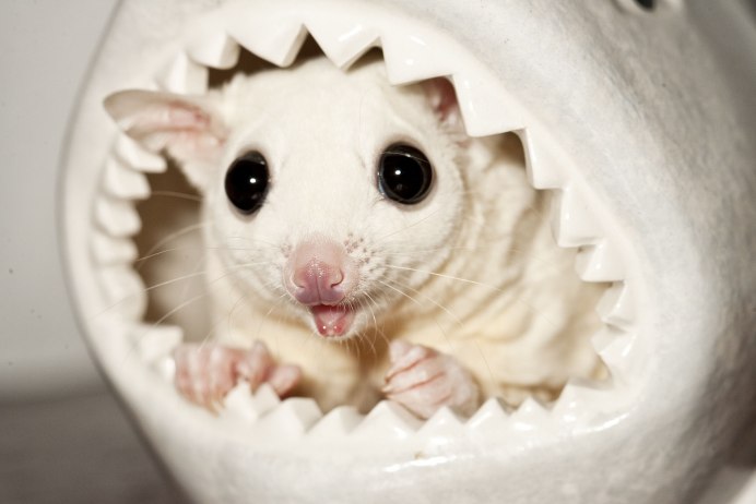 Leucistic Sugar Glider