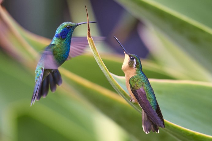 Вымпелохвостый Колибри (trochilus polytmus)