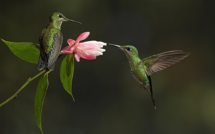 Costa Hummingbird