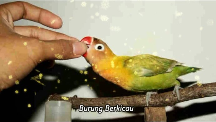 Неразлучник на руке