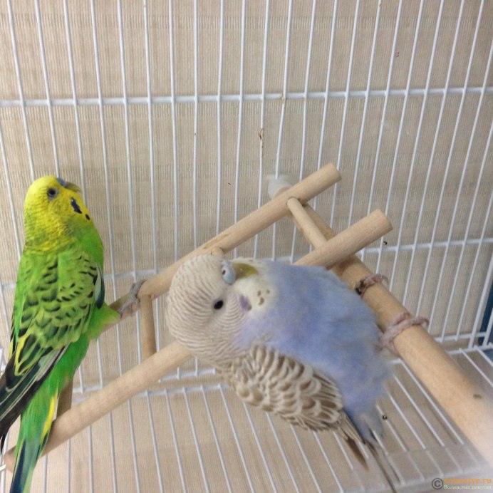 Budgie попугай