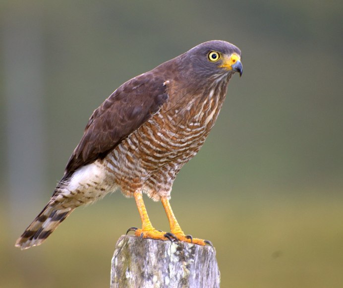 Сокол-Сапсан (Falco peregrinus)