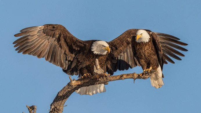 Орлан-белохвост Haliaeetus albicilla