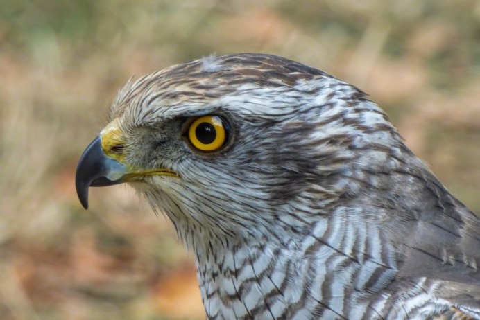 Wandering Hawk