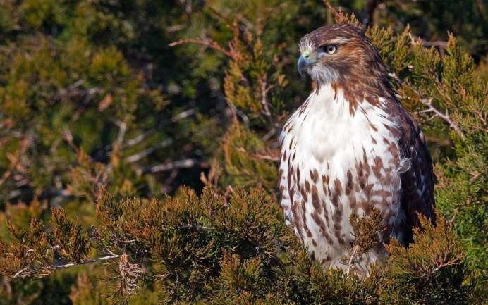 Red tailed Hawk