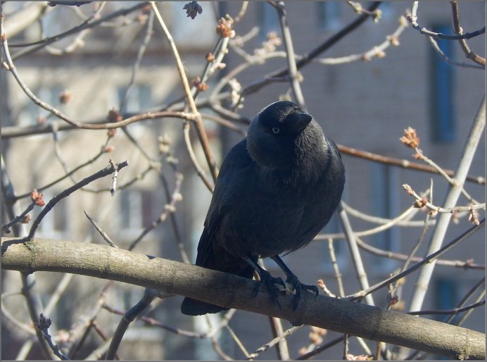 Coloeus monedula птенец