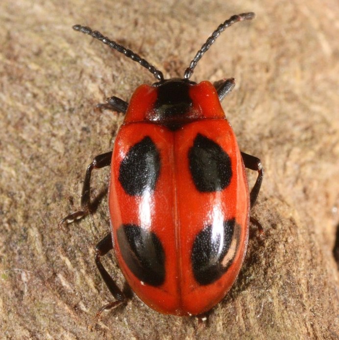 Щитник линейчатый Graphosoma lineatum