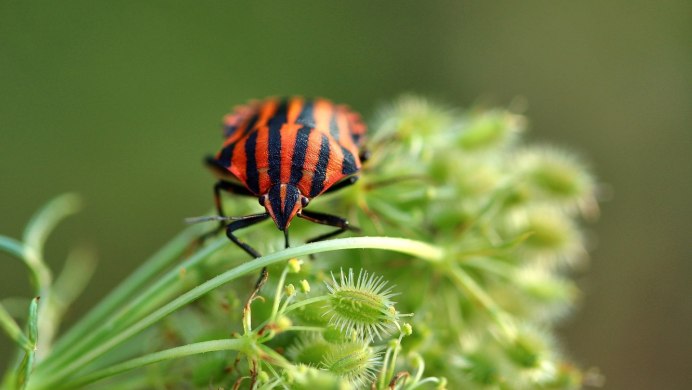 Клоп-солдатик Pyrrhocoris