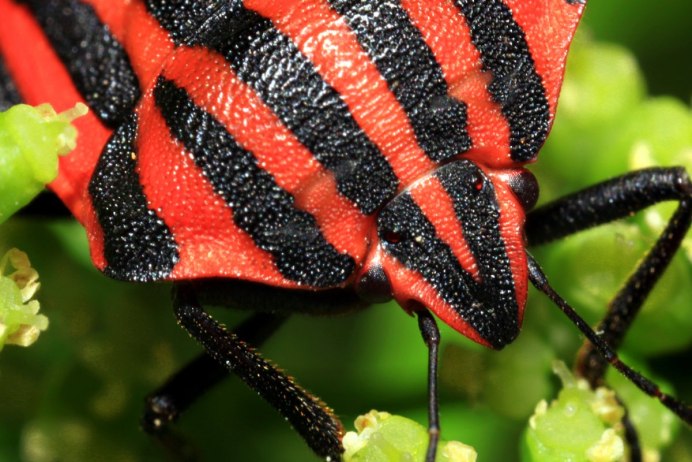 Клоп-солдатик – Pyrrhocoris apterus