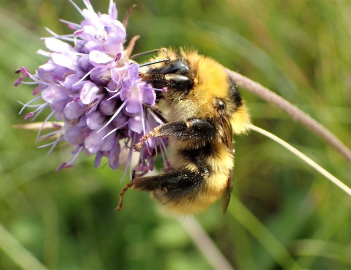 Bombus maculidorsis