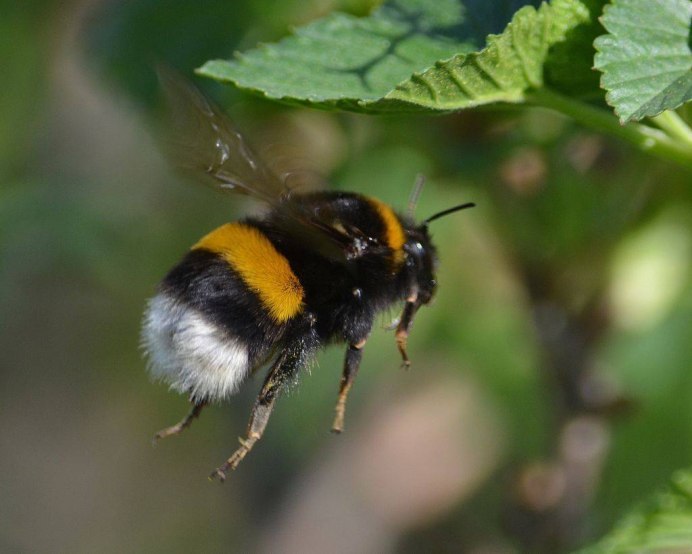 Шмель-отшельник Bombus Anachoreta
