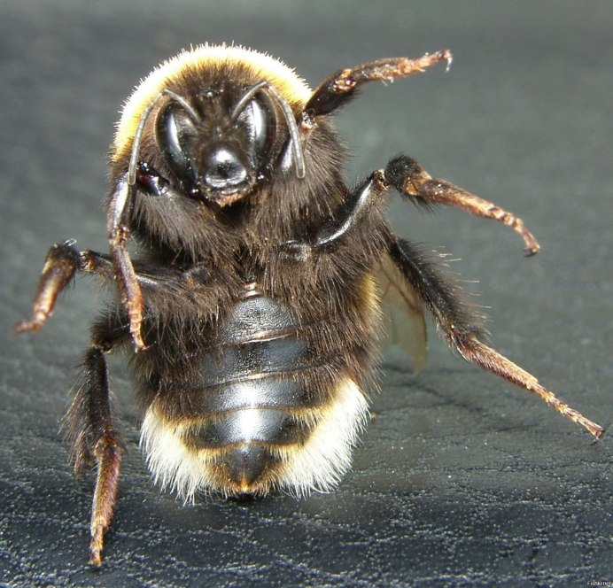 Степной Шмель Bombus fragrans