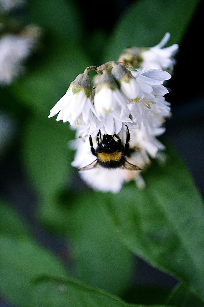 Bumblebee Шмель