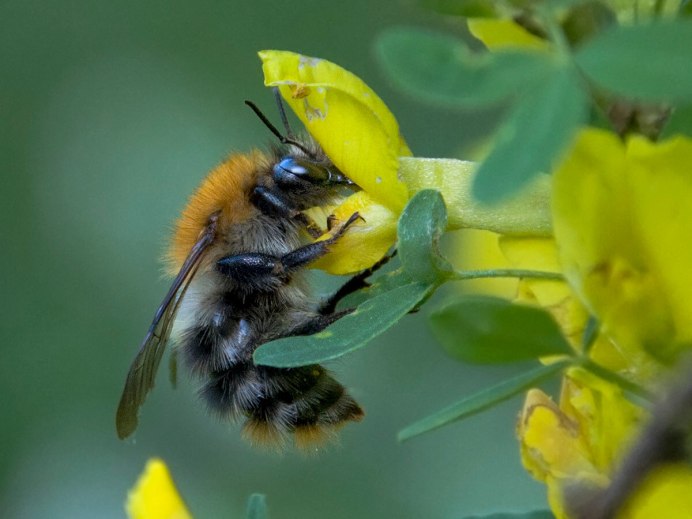 Bombus consobrinus