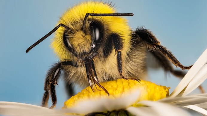 Пчела Bumblebee