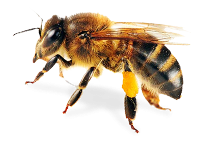 Шмель Прибайкальский (Bombus subbaicalensis)