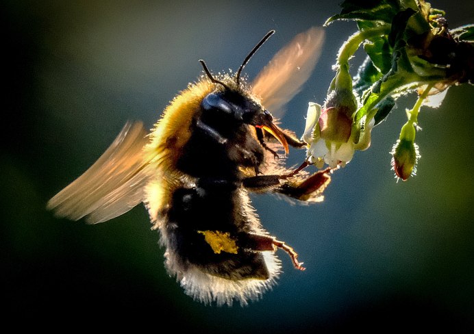 Bombus mastrucatus