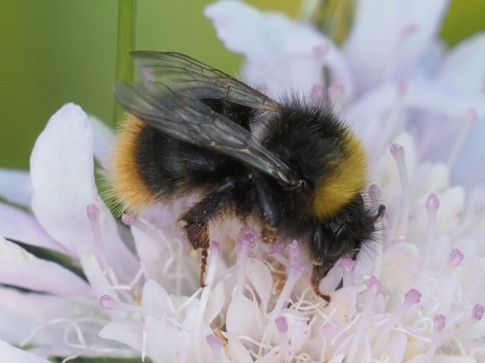 Bombus Bombus Хорнет