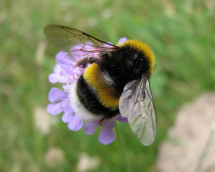 Bombus terrestris