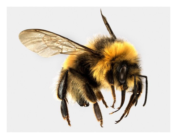 Шмель редчайший Bombus Unicus