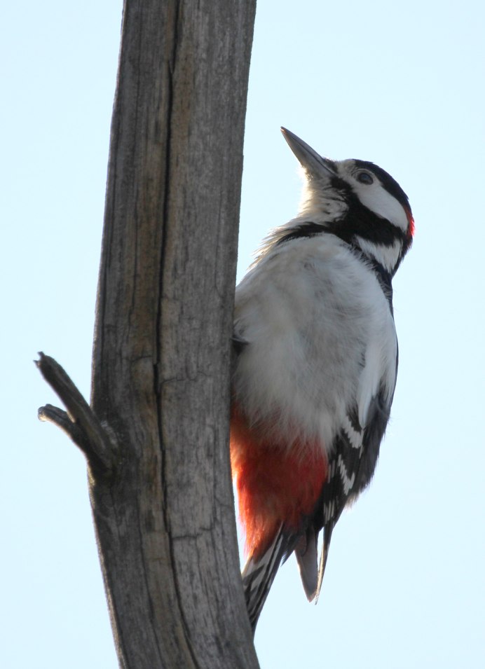 Campephilus magellanicus