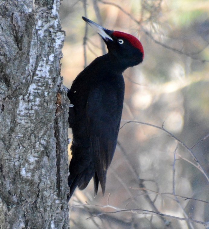 Picus viridis (зеленый дятел)