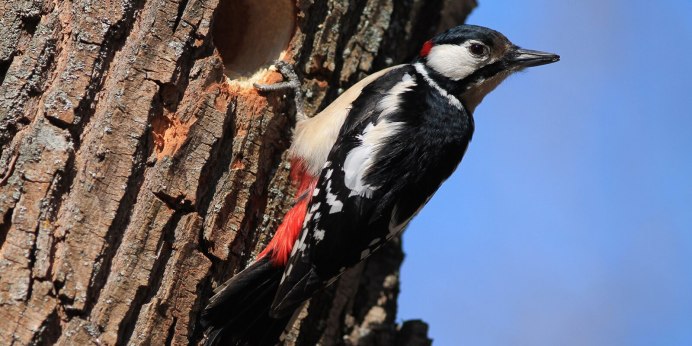 Picus squamatus