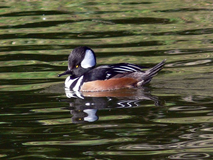 Mergellus albellus
