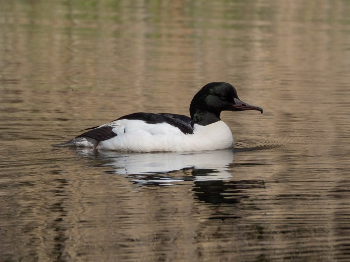 Большой крохаль Mergus Merganser