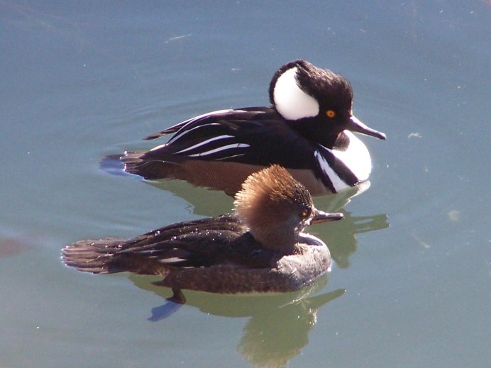 Lophodytes cucullatus