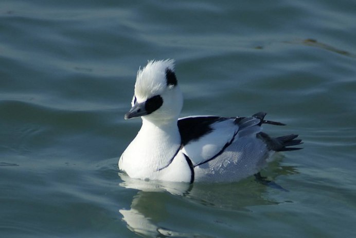 Луток (Mergus albellus