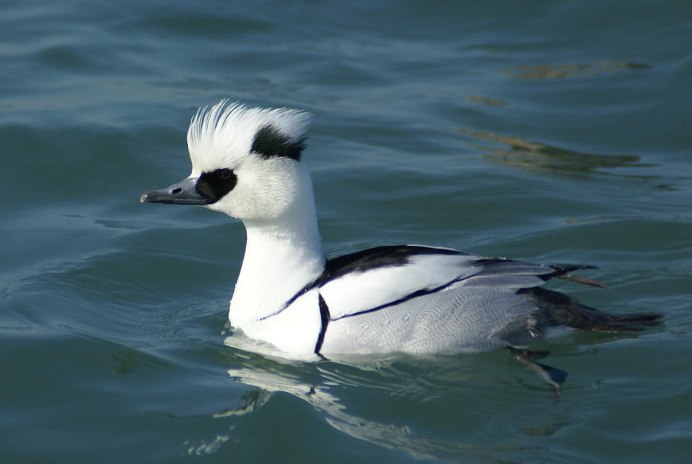 Луток (Mergus albellus