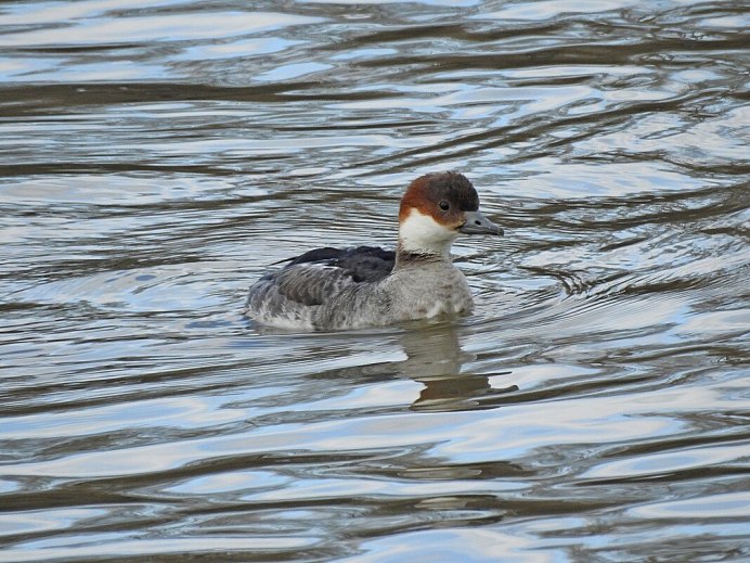 Smew перевод птица