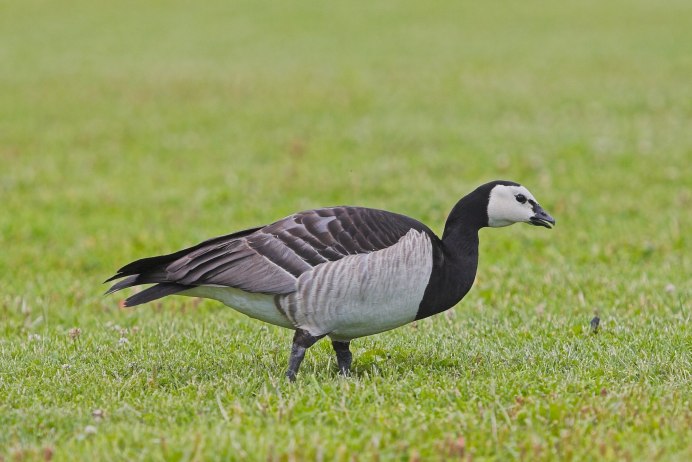Белощёкая казарка Branta leucopsis
